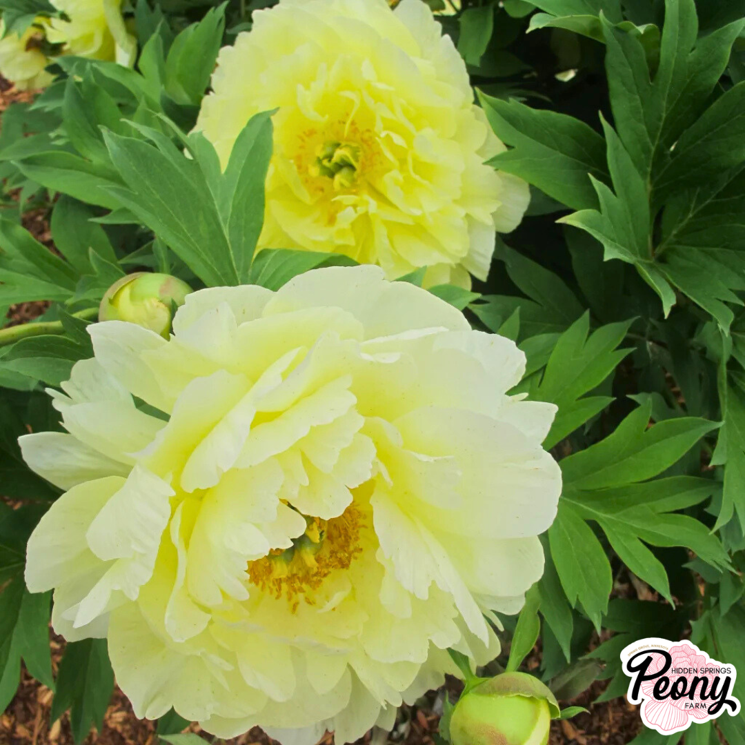 Garden Candy® Peach-A-Licious™ Itoh Peony — Hidden Springs Peony Farm